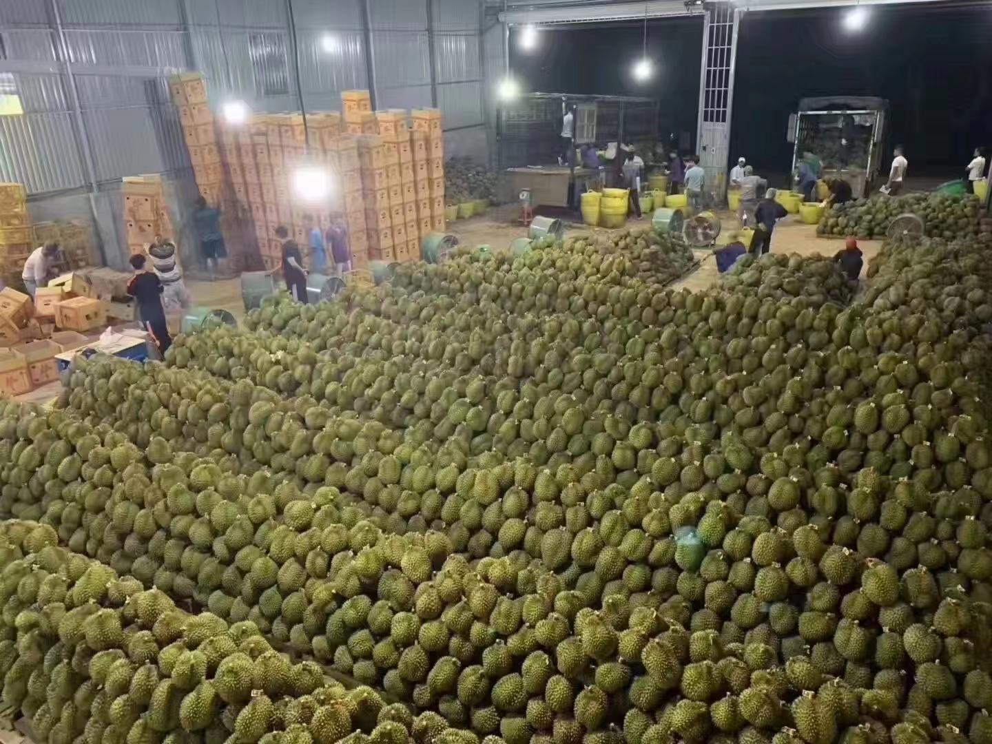 金枕头榴莲一件代发 顺丰快递护航，品味新鲜食用农产品的极致享受