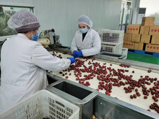 上海援疆 农产品深加工助推乡村振兴开新局