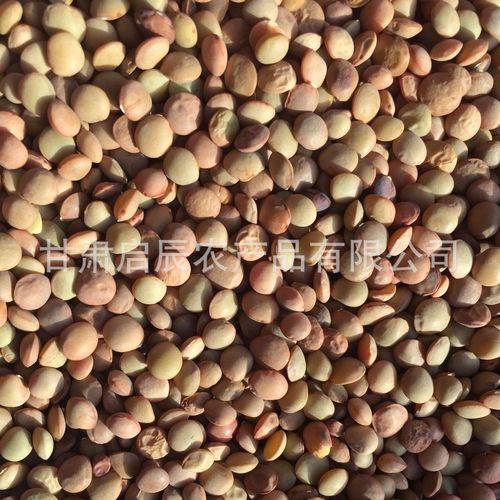 启辰农产品源头厂家 从田间到餐桌的食用农产品品质守护者